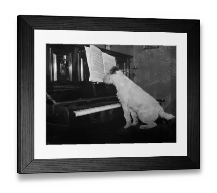 Framed Print : Dog ( Cinders ) sitting at piano. 1935 Framed Print : Dog ( Cinders ) sitting at piano. 1935