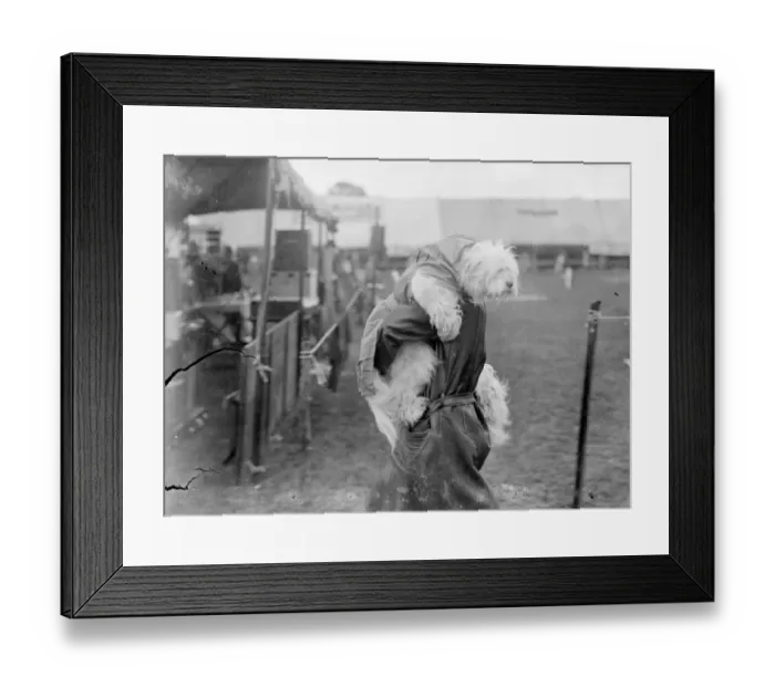 Framed Print : Rain would spoil his beauty!. An Old English Sheepdog wearing his mac as Framed Print : Rain would spoil his beauty!. An Old English Sheepdog wearing his mac as