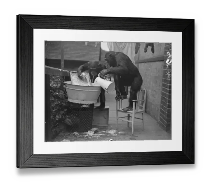 Framed Print : The chimps washing! Peter hangs out the clothes. When Peter and Jackie, the London Framed Print : The chimps washing! Peter hangs out the clothes. When Peter and Jackie, the London