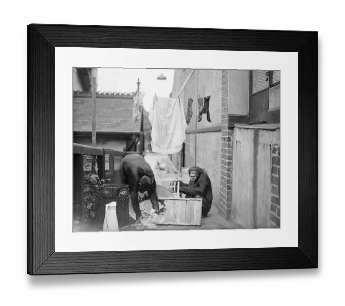 Framed Print : The chimps washing though!. Peter hangs out the clothes. When Peter and Jackie