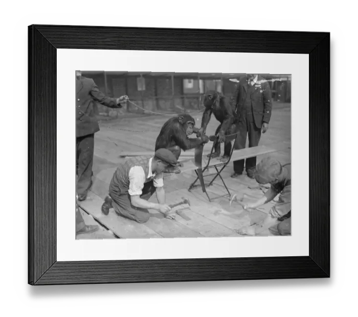 Framed Print : Chimps help with pets Corners new floor. Receiving the assistance Framed Print : Chimps help with pets Corners new floor. Receiving the assistance
