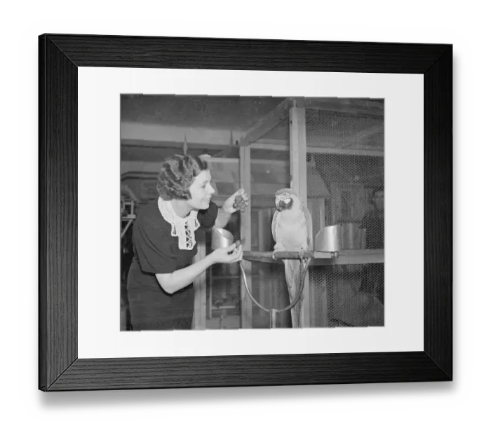 Framed Print : Grapes?. The Crystal Palace National Show of Cage Birds has opened Framed Print : Grapes?. The Crystal Palace National Show of Cage Birds has opened