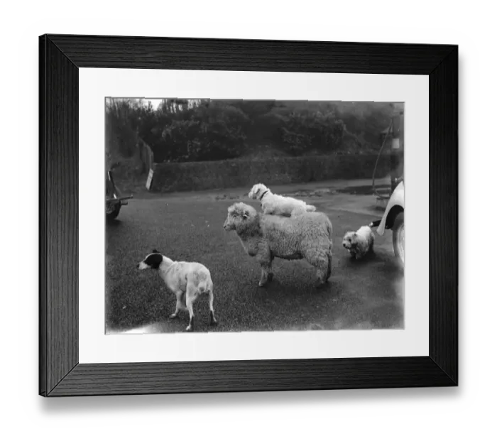 Framed Print : A ewe with a dog on her back in West Malling. 1937 Framed Print : A ewe with a dog on her back in West Malling. 1937