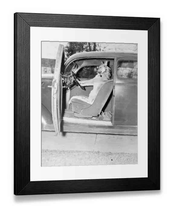 Framed Print : Tantalising for Copper. Everyone knows the dogs that can do everything else Framed Print : Tantalising for Copper. Everyone knows the dogs that can do everything else