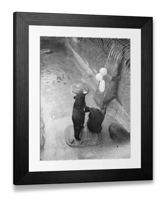Framed Print : Tantalising!. Lumbering delightedly in pursuit of the elusive spheres, the Bears Framed Print : Tantalising!. Lumbering delightedly in pursuit of the elusive spheres, the Bears