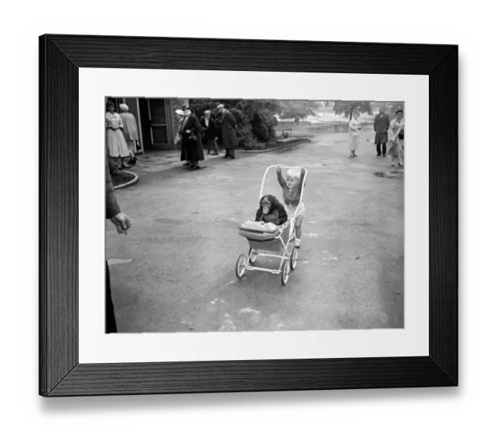 Framed Print : This is the life ! thinks Azi, the 18 month old African Chimp at Belle Vue Zoo Framed Print : This is the life ! thinks Azi, the 18 month old African Chimp at Belle Vue Zoo