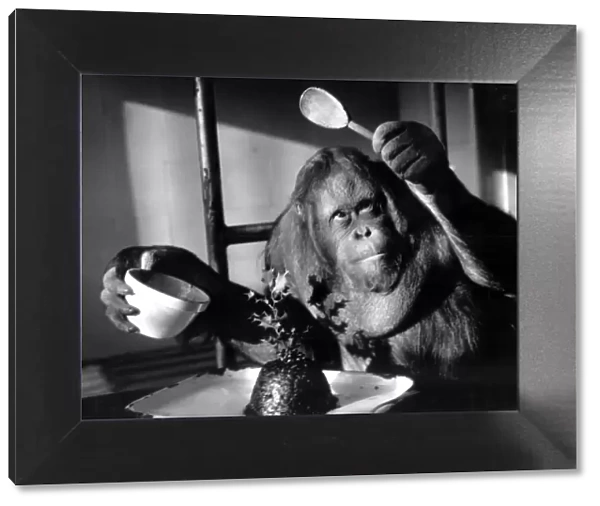 Orang-utang - or Orangutan - makes Christmas pudding