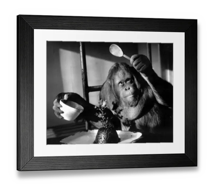 Framed Print : Orang-utang - or Orangutan - makes Christmas pudding Framed Print : Orang-utang - or Orangutan - makes Christmas pudding