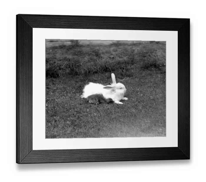 Framed Print : Duckling and Rabbit. 1934 Framed Print : Duckling and Rabbit. 1934