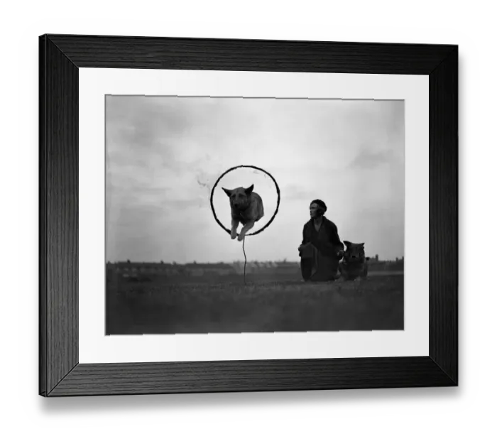 Framed Print : Miss Barbara Kelly and her alsatians Meg and Coona Framed Print : Miss Barbara Kelly and her alsatians Meg and Coona