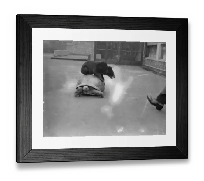 Framed Print : Where is Minnie ? Off for a ride on Moocher. Bear and tortoise are close friends Framed Print : Where is Minnie ? Off for a ride on Moocher. Bear and tortoise are close friends