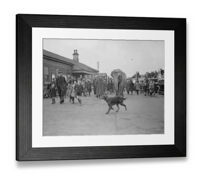 Framed Print : Circus elephants (unloading) Bexley. 1938 Framed Print : Circus elephants (unloading) Bexley. 1938