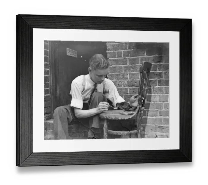 Framed Print : Zoo rears a horned pheasant by hand. Chick spurns foster mother. A horned pheasant Framed Print : Zoo rears a horned pheasant by hand. Chick spurns foster mother. A horned pheasant