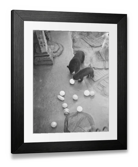 Framed Print : Waiting for the bang!. Lumbering delightedly in pursuit of the elusive spheres Framed Print : Waiting for the bang!. Lumbering delightedly in pursuit of the elusive spheres
