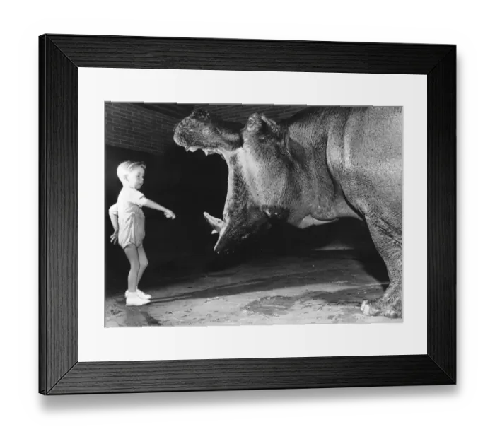 Framed Print : What big teeth you ve got. Child with hippopotamus Framed Print : What big teeth you ve got. Child with hippopotamus