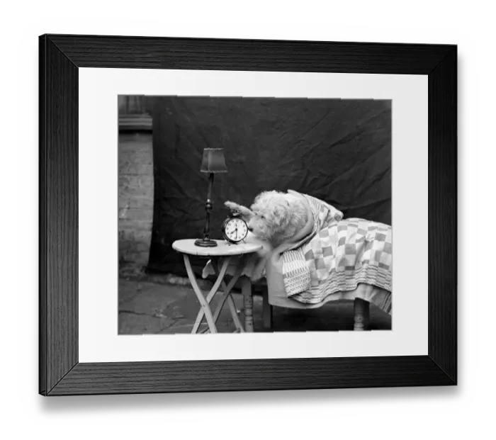 Framed Print : Dog in bed with alarm clock. 1932