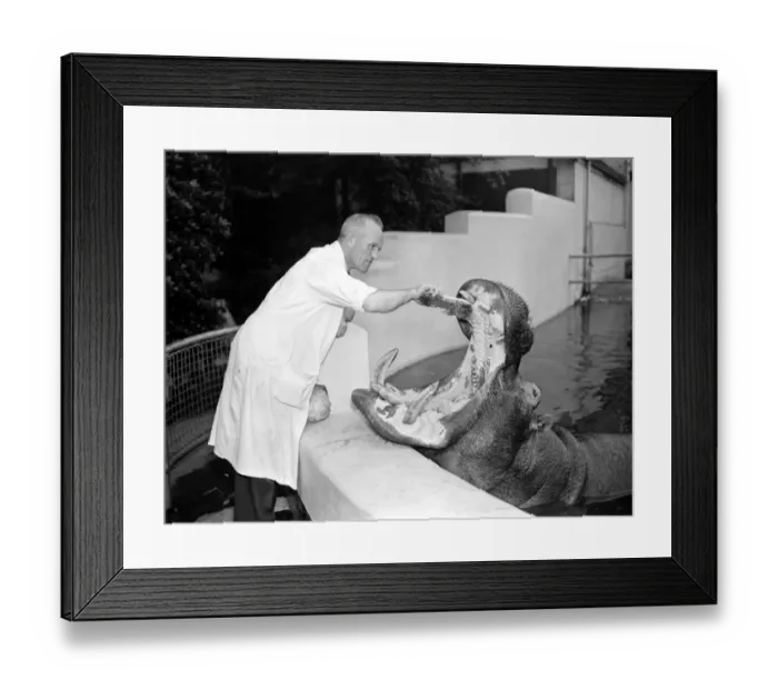 Framed Print : Mr Matt Kelly, head keeper at Manchesters Belle Vue Zoo, seems to have a job