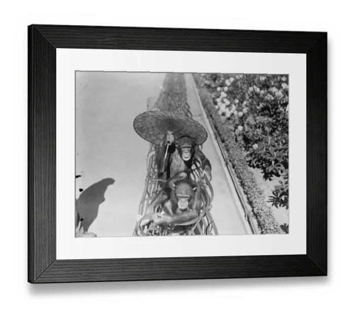 Framed Print : Zoo chimps decide position of a parasol! The hot weather resulted in an argument