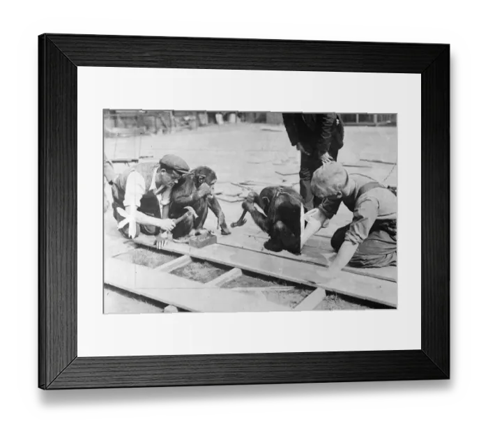 Framed Print : Chimps help with Pets Corners new floor. Receiving the assistance