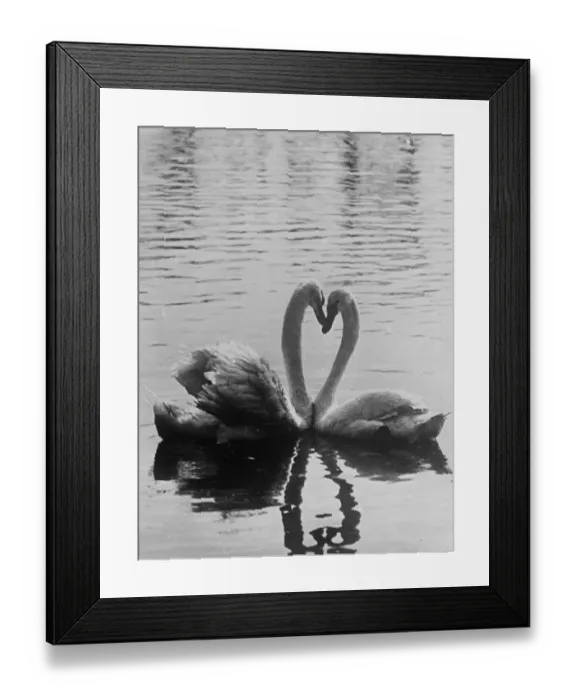 Framed Print : Two with a single heart! Graceful necks as swans do a little billing and cooing in Framed Print : Two with a single heart! Graceful necks as swans do a little billing and cooing in