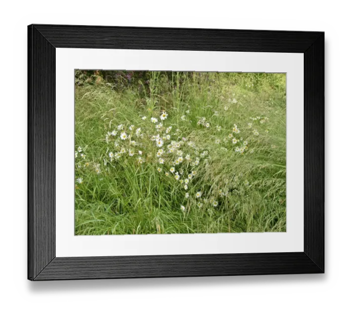 Framed Print : Daisies in long grass credit: Marie-Louise Avery / thePictureKitchen / TopFoto Framed Print : Daisies in long grass credit: Marie-Louise Avery / thePictureKitchen / TopFoto
