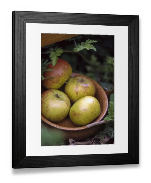 Framed Print : Four coxs apples in wooden bowl in picnic seting outdoors credit: Marie-Louise Framed Print : Four coxs apples in wooden bowl in picnic seting outdoors credit: Marie-Louise