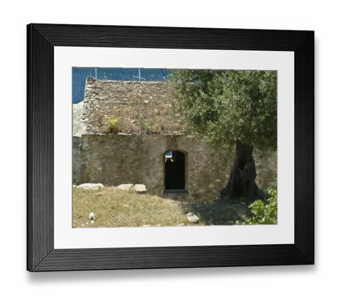 Framed Print : Ancient olive tree, beside deserted church on tiny island off southern Turkish coast