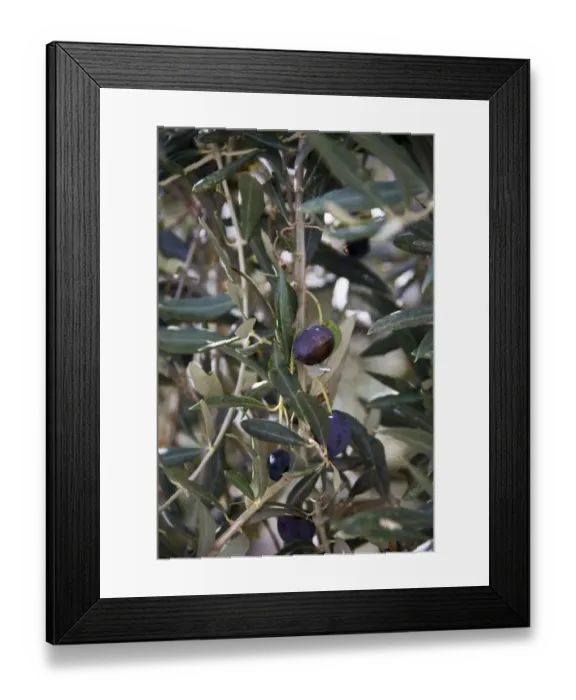 Framed Print : Olives ripening on trees in southern Cyprus credit: Marie-Louise Avery / thePictureKitchen Framed Print : Olives ripening on trees in southern Cyprus credit: Marie-Louise Avery / thePictureKitchen