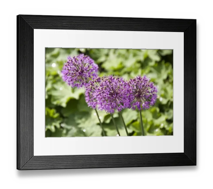 Framed Print : Allium aflatunense, flower heads credit: Marie-Louise Avery / thePictureKitchen Framed Print : Allium aflatunense, flower heads credit: Marie-Louise Avery / thePictureKitchen