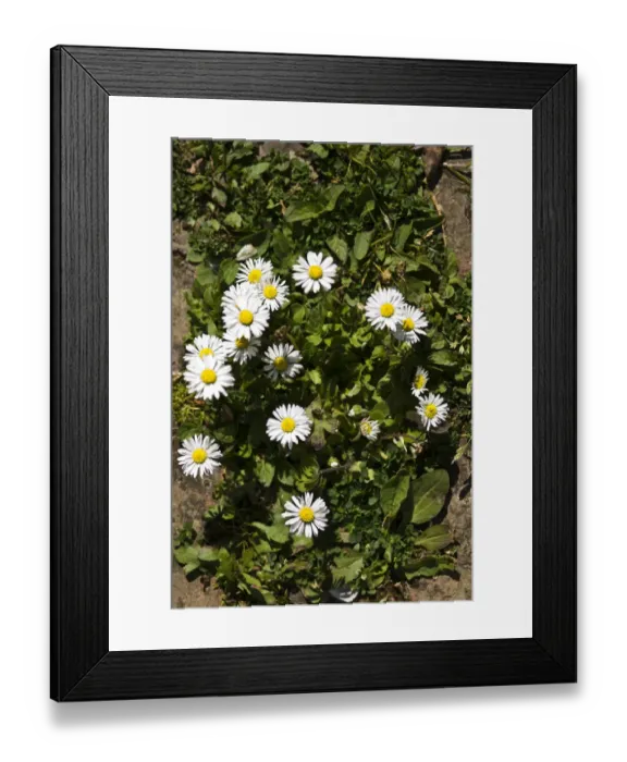 Framed Print : Common daisy on old brick path, Kent UK credit: Marie-Louise Avery / thePictureKitchen Framed Print : Common daisy on old brick path, Kent UK credit: Marie-Louise Avery / thePictureKitchen