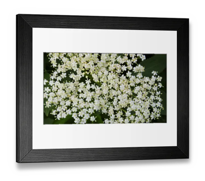 Framed Print : Close up of elderflower growing in Kentish countryside credit: Marie-Louise Avery Framed Print : Close up of elderflower growing in Kentish countryside credit: Marie-Louise Avery
