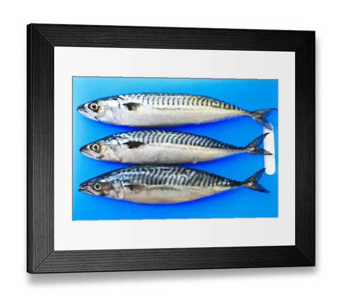 Framed Print : Three fresh whole mackerel on blue fish chopping board credit: Marie-Louise Avery