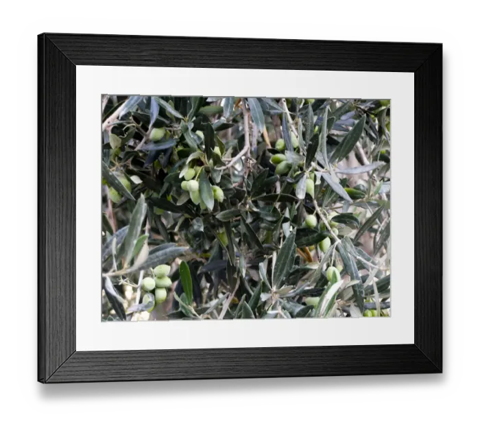 Framed Print : Olives ripening on tree in southern Cyprus credit: Marie-Louise Avery / thePictureKitchen Framed Print : Olives ripening on tree in southern Cyprus credit: Marie-Louise Avery / thePictureKitchen