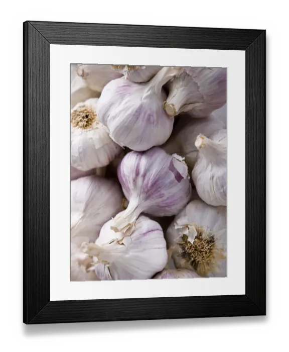 Framed Print : Lots of garlic bulbs credit: Marie-Louise Avery / thePictureKitchen / TopFoto Framed Print : Lots of garlic bulbs credit: Marie-Louise Avery / thePictureKitchen / TopFoto
