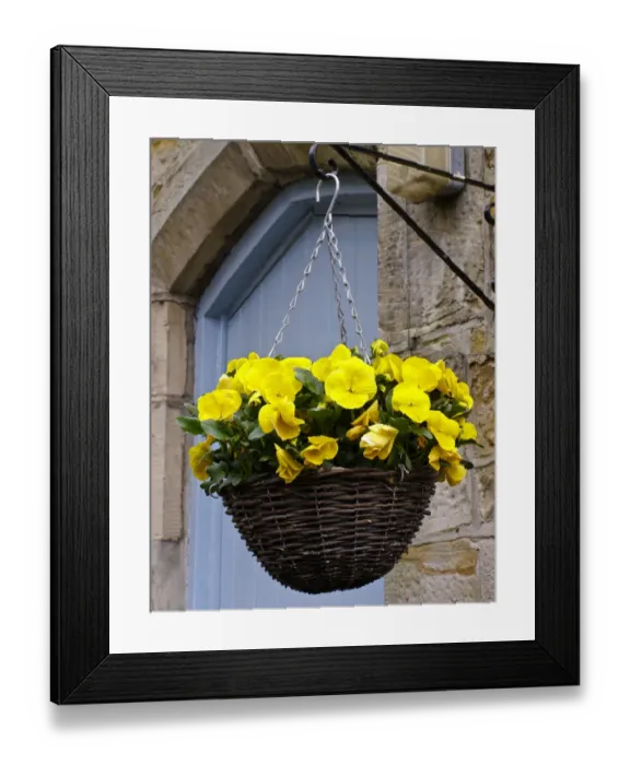 Framed Print : Hanging basket with yellow pansies on brakcet on stone wall by blue front door. credit Framed Print : Hanging basket with yellow pansies on brakcet on stone wall by blue front door. credit