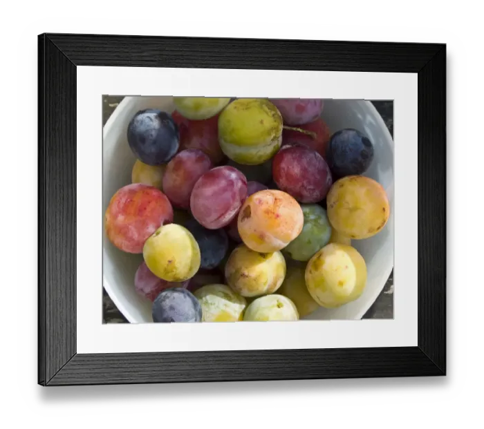 Framed Print : Wonderful variety of freshly picked plums from garden trees. credit: Marie-Louise