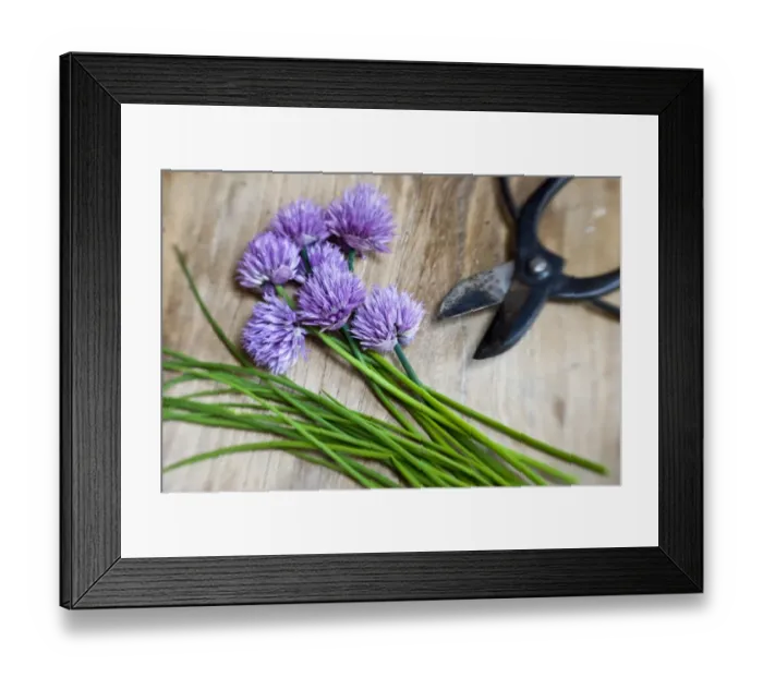Framed Print : Cut chives on wooden surface with Japanese scissors credit: Marie-Louise Avery Framed Print : Cut chives on wooden surface with Japanese scissors credit: Marie-Louise Avery