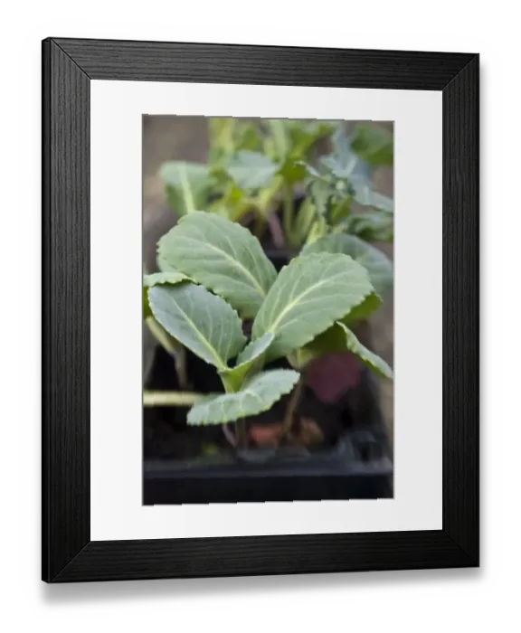 Framed Print : Mixed brassica seedling in compost waiting to be planted in vegetable plot. credit Framed Print : Mixed brassica seedling in compost waiting to be planted in vegetable plot. credit
