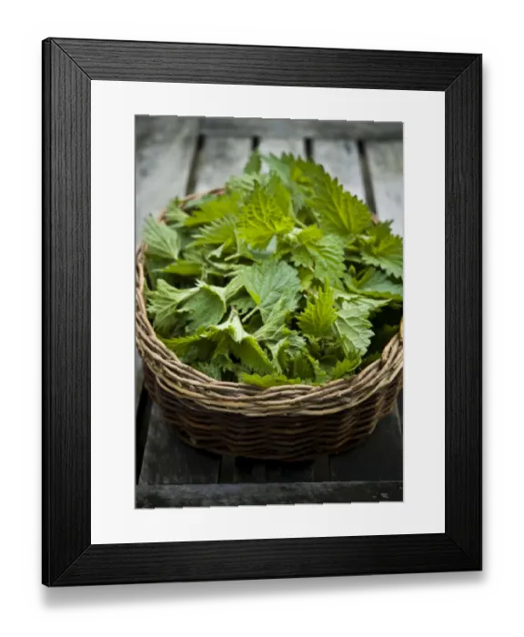 Framed Print : Freshly picked nettles in basket. When picking nettles for cooking only the top sprig Framed Print : Freshly picked nettles in basket. When picking nettles for cooking only the top sprig
