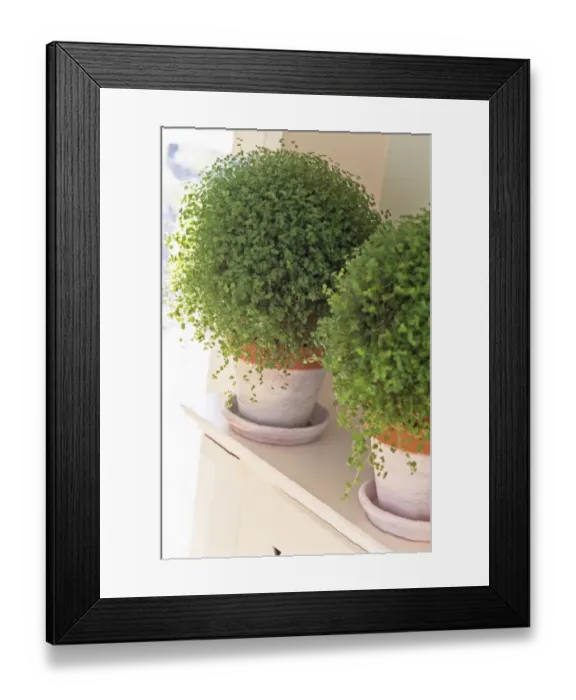 Framed Print : Two white painted terracotta pots of Mind your own business, also known as babys tears