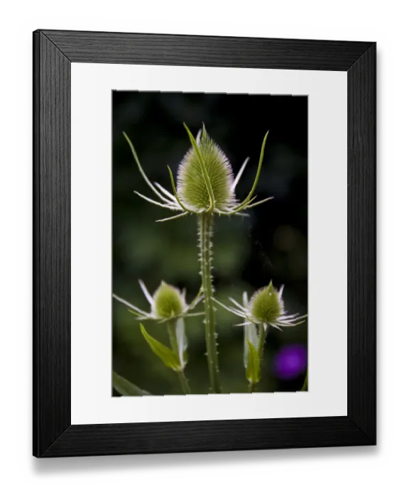 Framed Print : Detail of teazel head after flowering but still green credit: Marie-Louise Avery Framed Print : Detail of teazel head after flowering but still green credit: Marie-Louise Avery