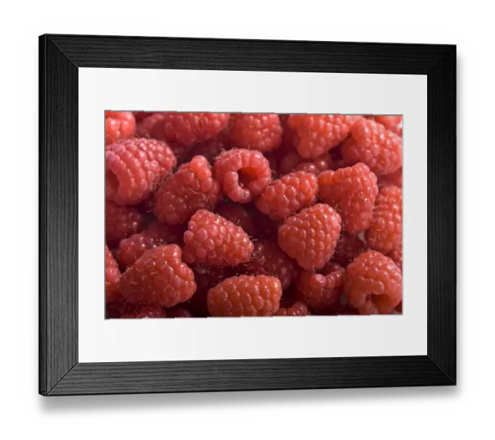 Framed Print : Fresh whole raspberries credit: Marie-Louise Avery / thePictureKitchen / TopFoto Framed Print : Fresh whole raspberries credit: Marie-Louise Avery / thePictureKitchen / TopFoto