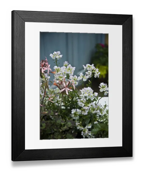 Framed Print : White nemesia and delicate, pink, ivy leafed trailing pelargonium. in container Framed Print : White nemesia and delicate, pink, ivy leafed trailing pelargonium. in container