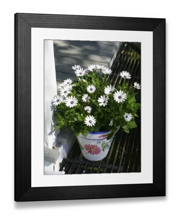 Framed Print : Pot of African daisies on step of summer cottage. Varmland, Sweden credit: Marie-Louise