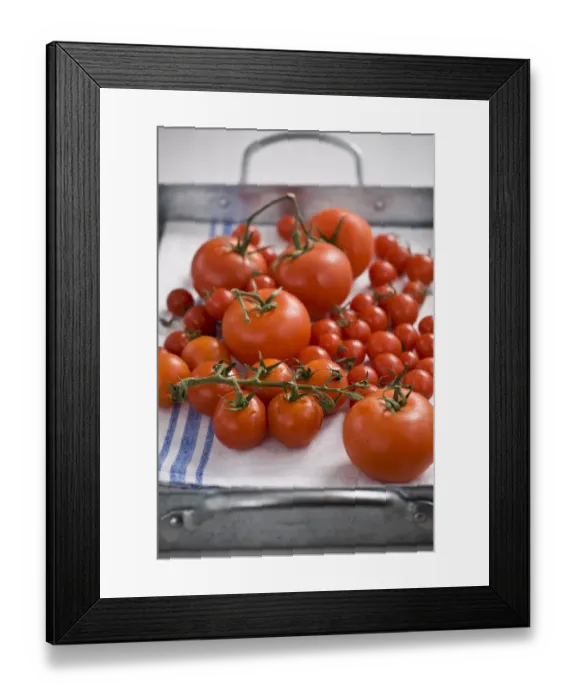 Framed Print : Fresh tomatoes on the vine on laundered tea towel credit: Marie-Louise Avery / Framed Print : Fresh tomatoes on the vine on laundered tea towel credit: Marie-Louise Avery /