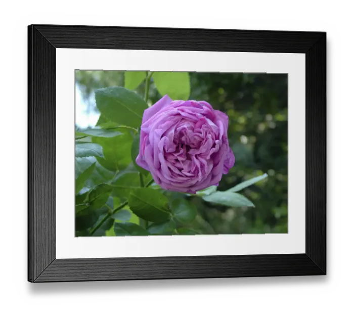 Framed Print : Fragrant rose at the Asclepieion, Kos Greece credit: Marie-Louise Avery / thePictureKitchen Framed Print : Fragrant rose at the Asclepieion, Kos Greece credit: Marie-Louise Avery / thePictureKitchen