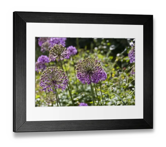 Framed Print : Allium aflatunense, flower heads credit: Marie-Louise Avery  /  thePictureKitchen