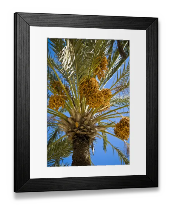 Framed Print : Date palms in gardens of Hala Sultan Tekkesi mosque, Larnaca, Cyprus credit: Marie-Louise Framed Print : Date palms in gardens of Hala Sultan Tekkesi mosque, Larnaca, Cyprus credit: Marie-Louise