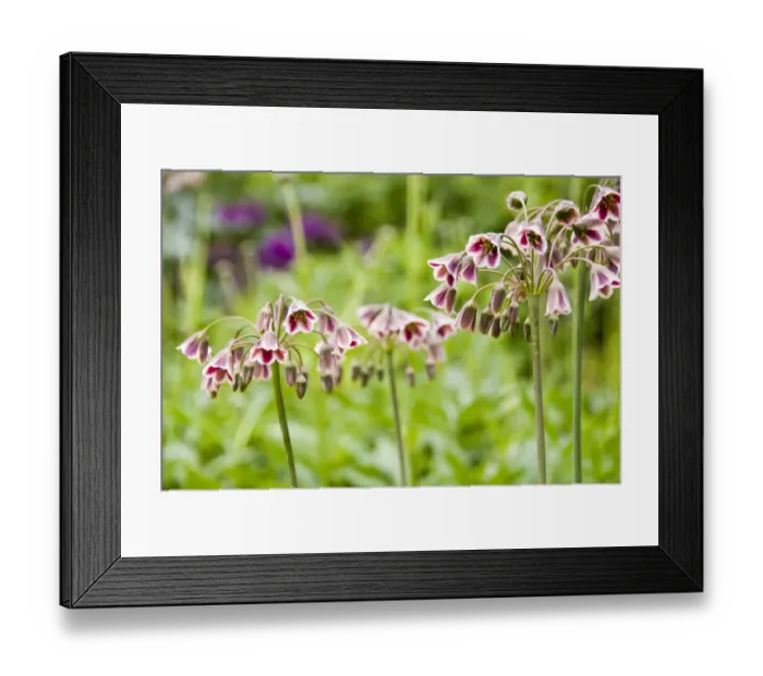 Framed Print : Nectaroscordum siculum, ornamental onion, flower heads in border, Kent UK, May credit Framed Print : Nectaroscordum siculum, ornamental onion, flower heads in border, Kent UK, May credit