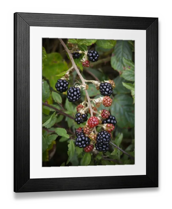Framed Print : Blackberries ripening in Kentish hedgerow credit: Marie-Louise Avery  /  thePictureKitchen